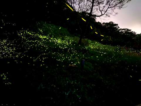 南港茶葉製造示範場螢火蟲美景(圖片來源：臺北市政府工務局公園路燈工程管理處)