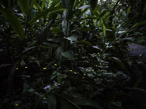 動物園蟲蟲探索谷螢火蟲(圖片來源：臺北市政府工務局公園路燈工程管理處)
