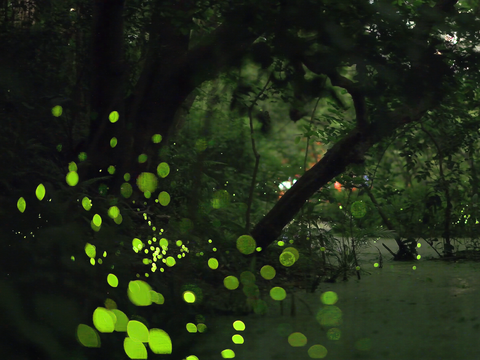 榮星花園公園夜間閃閃發光(圖片來源：臺北市政府工務局公園路燈工程管理處)