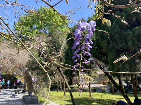 充滿優雅氣息的紫藤花(圖片來源：臺北市政府工務局大地工程處)