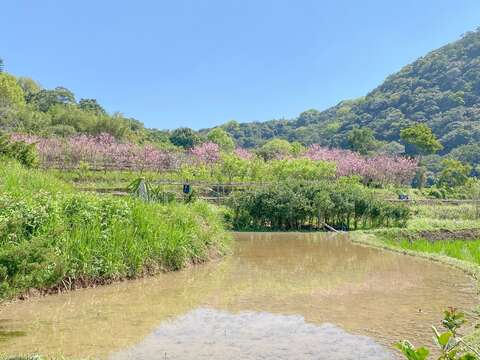 途中隨處可見梯田農村地景(圖片來源：臺北市政府工務局大地工程處)
