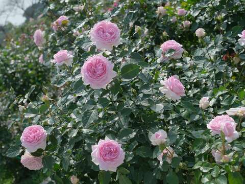 「尤麗蒂茜」香氣融入茶香，強香，花香清透香甜芬芳。(圖片來源：臺北市政府工務局公園路燈工程管理處)