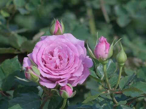 「紫星」花瓣色紫，瓣端濃紫色覆輪，花香強烈。(圖片來源：臺北市政府工務局公園路燈工程管理處)
