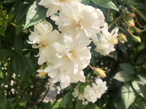 「雪天鵝」具有迷人麝香味，小巧潔白的柳葉花瓣有如小天鵝般可愛。(圖片來源：臺北市政府工務局公園路燈工程管理處)