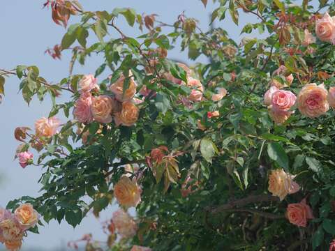 韋拉特·赫爾馬諾斯花色偏胭脂紅，具有濃郁甜美的香氣，是非常具有活力的茶玫瑰。(圖片來源：臺北市政府工務局公園路燈工程管理處)