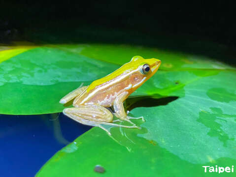動物園的水域環境放養圈養繁殖的臺北赤蛙，在夏季晚上的水池邊可以聽到「百蛙爭鳴」的盛況。(圖片來源：臺北市立動物園)
