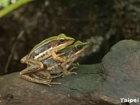 為了避免臺北赤蛙從臺北消失，動物園同時著手進行臺北赤蛙圈養繁殖計畫，希望藉由域外保育快速提升該物種個體數量。(臺北赤蛙抱接)(圖片來源：臺北市立動物園)