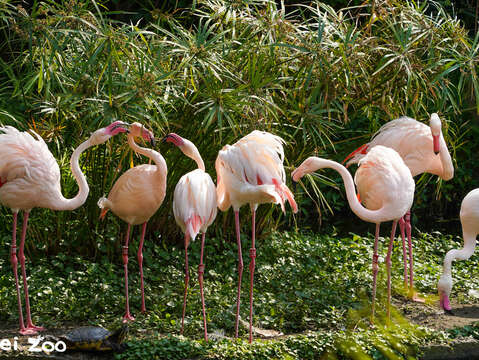 近27年後,臺北市立動物園入園門票在4月1日起調漲囉!(圖片來源:臺北市立動物園)