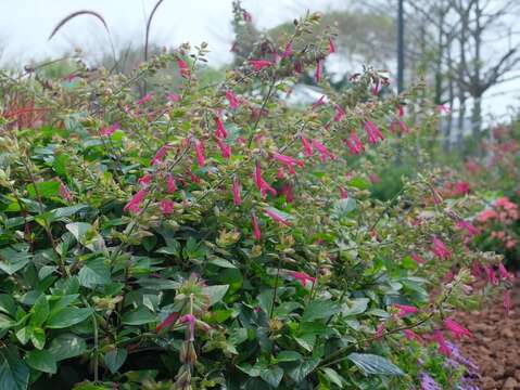 在高處種植大理花、櫻桃鼠尾草，使其自然垂盪。(圖片來源：臺北市政府工務局公園路燈工程管理處)