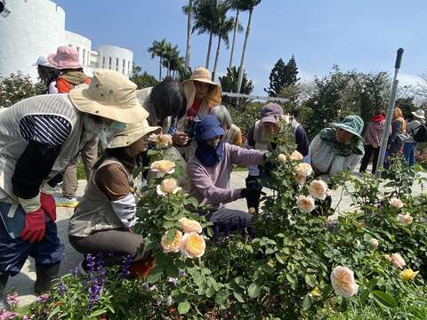 同仁負責維護育種家花園，志工服勤時會適時講授玫瑰修剪技巧。(圖片來源：臺北市政府工務局公園路燈工程管理處)