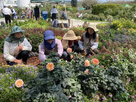 志工與同仁一起養護園藝植物佈展區。(圖片來源：臺北市政府工務局公園路燈工程管理處)