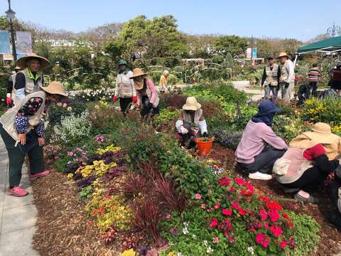 志工與同仁養護園藝植物佈展區。(圖片來源：臺北市政府工務局公園路燈工程管理處)