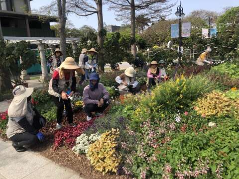 志工與同仁一同養護園藝植物佈展區。(圖片來源：臺北市政府工務局公園路燈工程管理處)