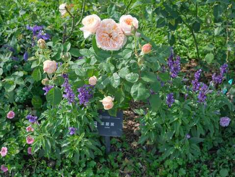 茱麗葉(圖片來源：臺北市政府工務局公園路燈工程管理處)