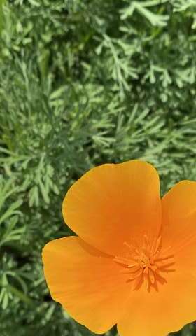 對於花菱草來說，生長適溫為10至25℃，適合台灣春季栽植。(圖片來源：臺北市政府工務局公園路燈工程管理處)
