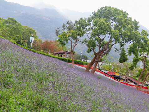 三層崎花海著名的浪漫薰衣草花田(圖片來源：臺北市政府工務局公園路燈工程管理處)