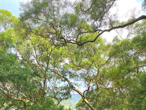 古錐埤－從前村民為了當地蓄水的問題共同開鑿的蓄水池(圖片來源：臺北市政府工務局大地工程處)