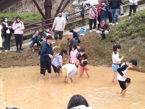 往年鵝尾山親子插秧活動參與盛況(圖片來源：臺北市政府工務局大地工程處)