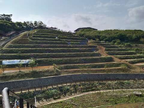 鵝尾山梯田風光(圖片來源：臺北市政府工務局大地工程處)
