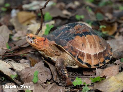 布氏閉殼龜(圖片來源：臺北市立動物園)