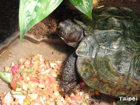 太陽龜(圖片來源：臺北市立動物園)
