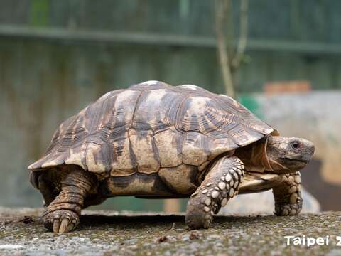 緬甸星龜(圖片來源：臺北市立動物園)