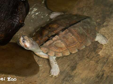 棕稜背龜(圖片來源：臺北市立動物園)