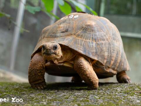 射紋陸龜(圖片來源：臺北市立動物園)