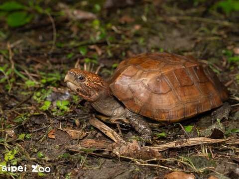 平背閉殼龜(圖片來源：臺北市立動物園)
