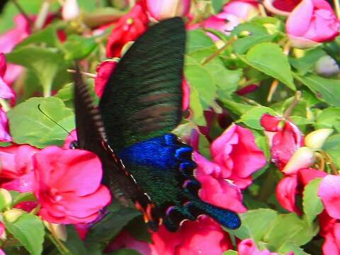 烏鴉鳳蝶