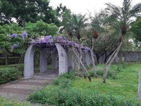 在大安森林公園五號公廁南側有一條長約30公尺的錫葉藤花廊(圖片來源：臺北市政府工務局公園路燈工程管理處)