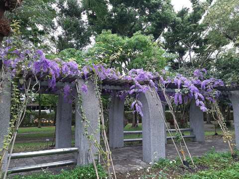 宛如紫色瀑布的錫葉藤(圖片來源：臺北市政府工務局公園路燈工程管理處)