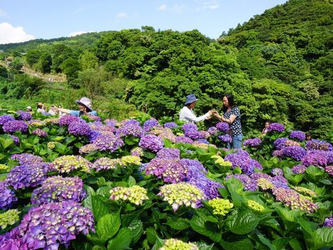 北市產業局推出一系列繡球花季活動。（臺北市政府觀光傳播局提供）
