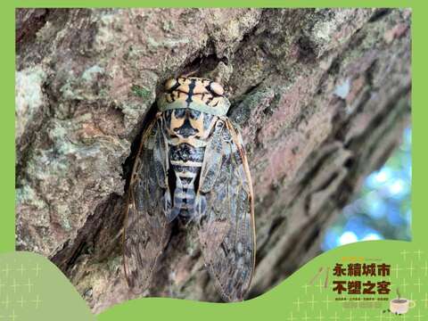 生態探索活動(圖片來源：臺北市政府客家事務委員會)