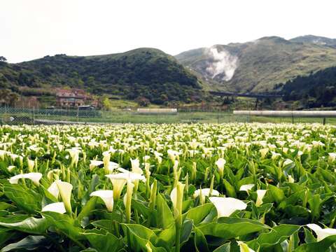 財福海芋田可眺望小油坑(圖片來源:臺北市政府產業發展局)