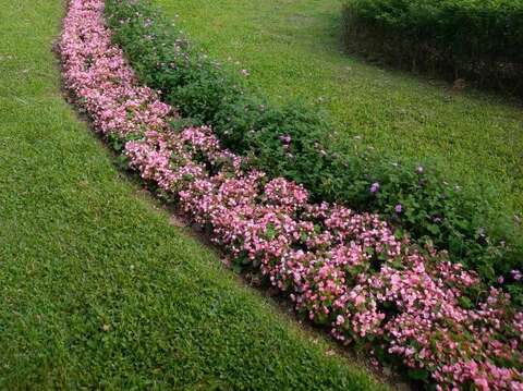 仁愛圓環的花草展現出街頭趣味及活力(圖片來源：臺北市政府工務局公園路燈工程管理處)