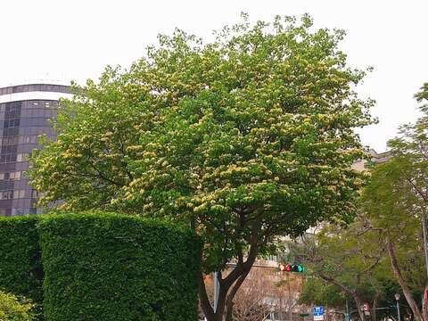 加羅林魚木已達滿花，宛如春季時尚變裝秀增添北市街頭風格(圖片來源：臺北市政府工務局公園路燈工程管理處)