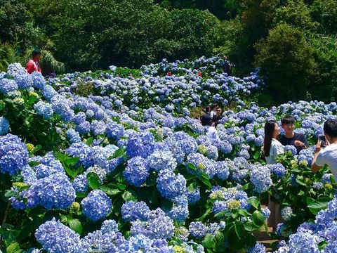 王秋冬局長歡迎民眾來陽明山竹子湖地區體驗繡球花季活動(圖片來源：臺北市政府觀光傳播局)