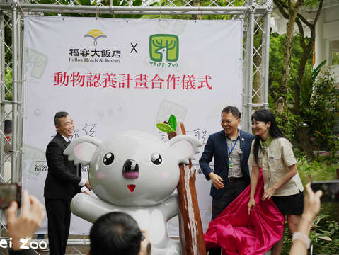 422福容台北二館以無尾熊「芙蓉」之名與動物園結緣，從認養「芙蓉」出發，一起投入無尾熊保育行列(圖片來源：臺北市立動物園)