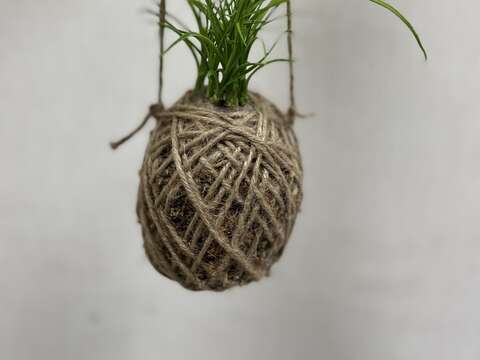 苔球盆栽(圖片來源：臺北市政府工務局大地工程處)