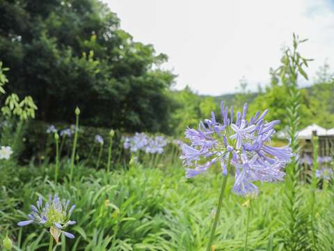 愛情花(圖片來源：臺北市政府工務局大地工程處)