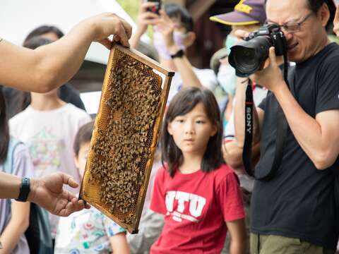 蜜蜂生態(圖片來源：臺北市政府工務局大地工程處)
