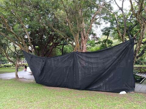 公園處於賞螢季期間，在生態池外側架黑網，以減少大樓燈光投射的光害。(圖片來源：臺北市政府工務局公園路燈工程管理處)