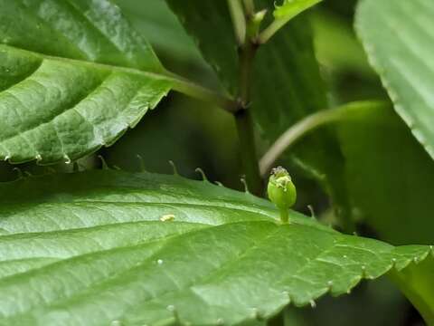 臺灣青莢葉的未熟果。(圖片來源：臺北市政府工務局公園路燈工程管理處)