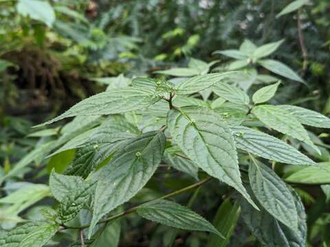 臺灣青莢葉的花朵非常小巧，就長在葉片上，俗稱「葉長花」。(圖片來源：臺北市政府工務局公園路燈工程管理處)