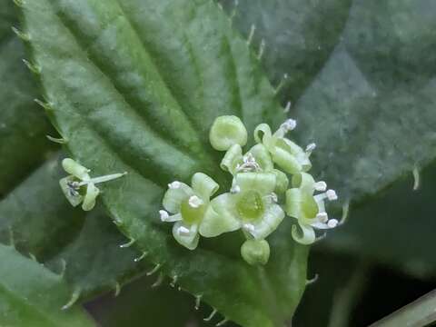 臺灣青莢葉為雌雄異株，雄花通常5~7枚一叢。(圖片來源：臺北市政府工務局公園路燈工程管理處)