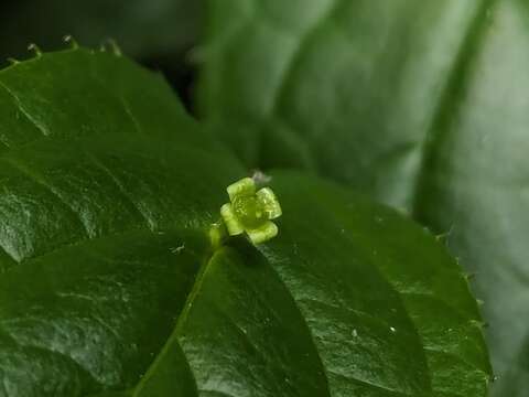 臺灣青莢葉為雌雄異株，雌花通常1~4枚一叢。(圖片來源：臺北市政府工務局公園路燈工程管理處)