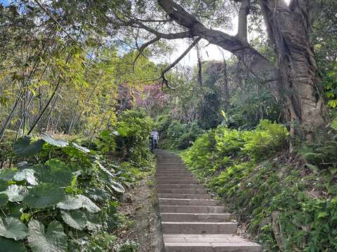 步道綠意盎然(圖片來源：臺北市政府工務局大地工程處)