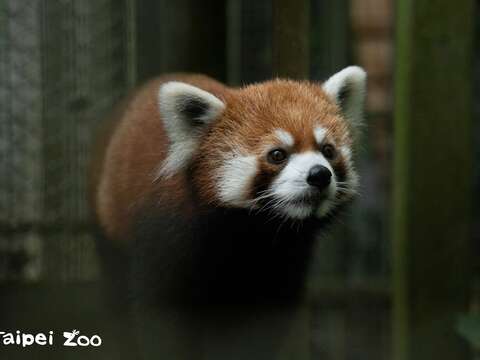 「未來」開始跟大家見面囉！(圖片來源：臺北市立動物園)
