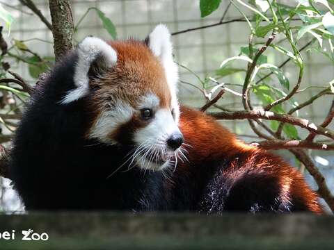 謝謝「美可」的陪伴(圖片來源：臺北市立動物園)